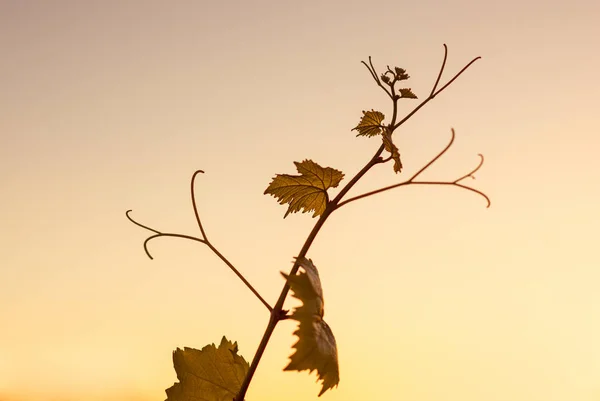 Виноградник на заході сонця виноградник — стокове фото