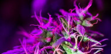 Esrar grow ışık led