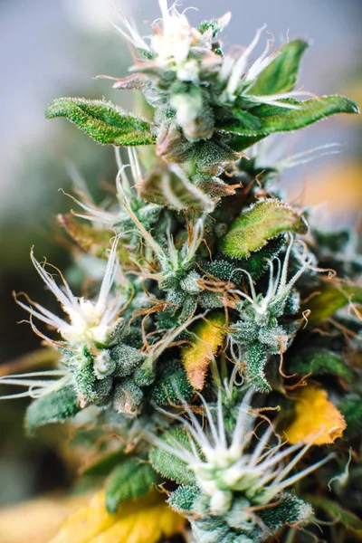 Macro photo bud of cannabis marijuana plants — Stock Photo, Image