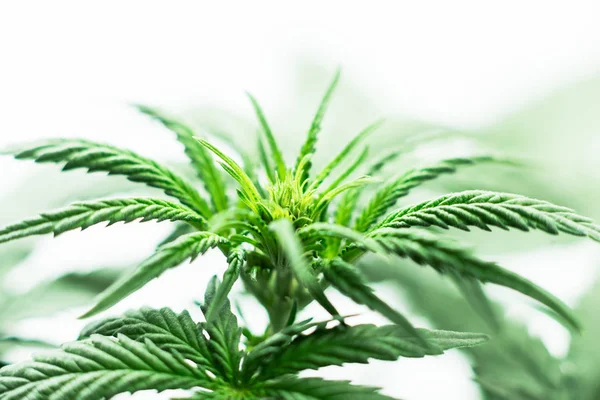 Pianta di marijuana, una pianta giovane in serra o su un planta — Foto Stock