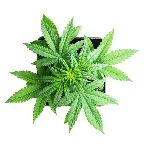 Planta de cannabis — Foto de Stock