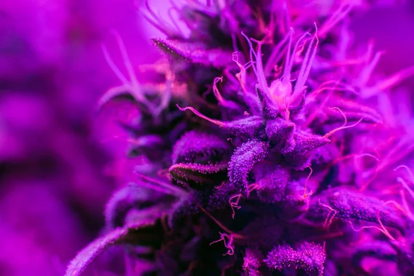 Bud cannabis növény modern Led-világítás mellett — Stock Fotó