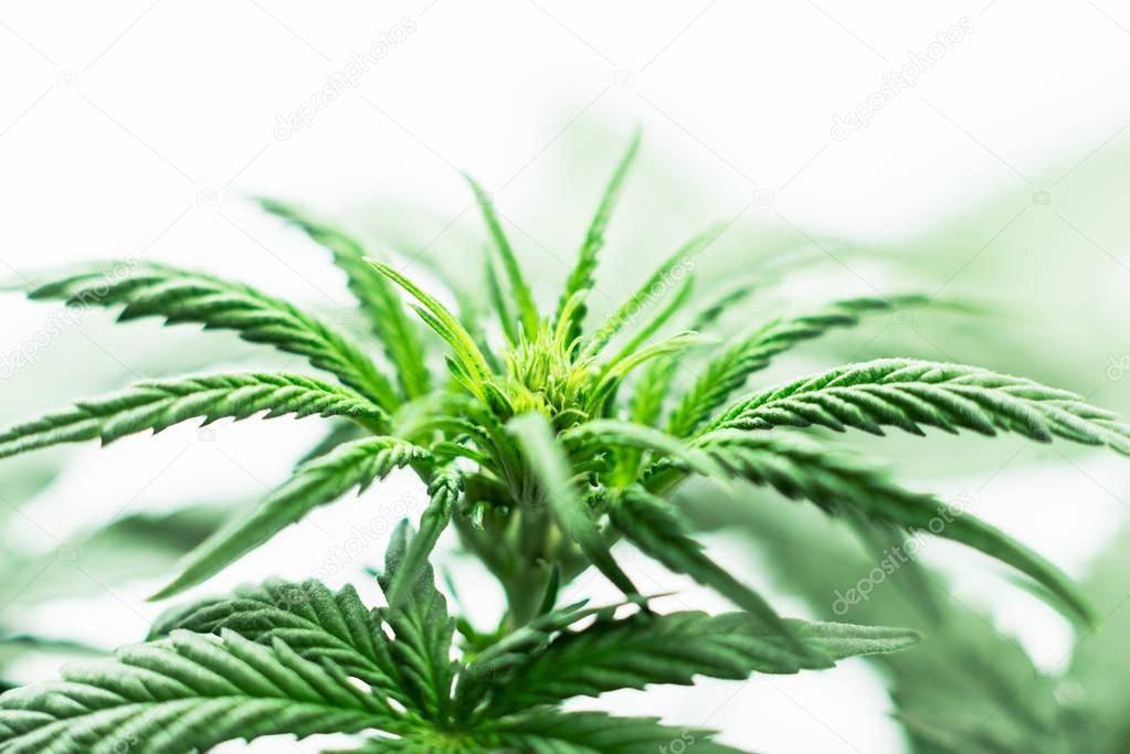 plant of marijuana, a young plant in a greenhouse or on a planta