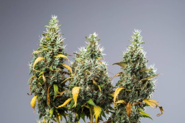  esrar tomurcukları, çiçekleri Jack Herer bitki