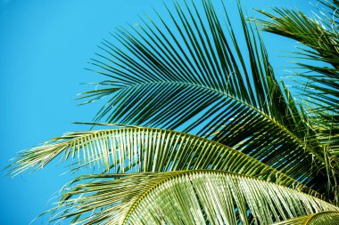 arka plan exotica ve mavi gökyüzü palmiye ağaçları