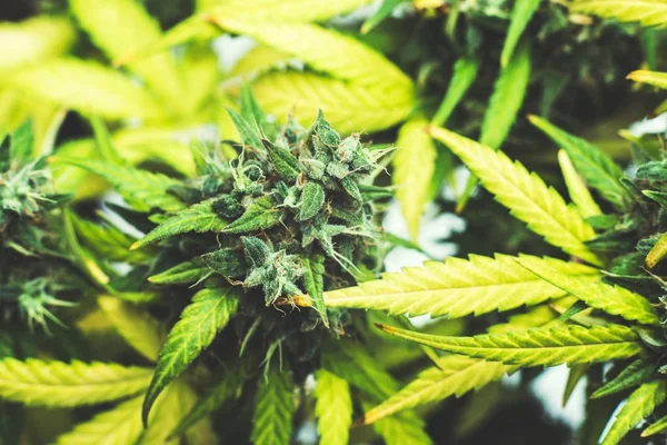 High Times cannabis plevel — Stock fotografie