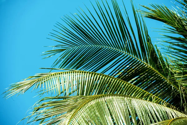 Palm bomen achtergrond exotica en blauwe hemel — Stockfoto