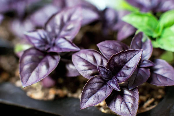 Planta de plántulas agronegocios — Foto de Stock