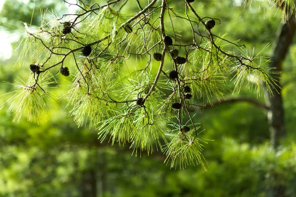 Rama de pino, hermoso fondo de coníferas de pino — Foto de Stock
