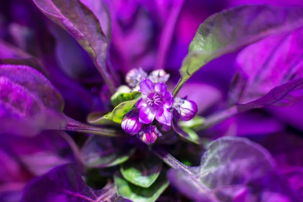 LED rosną światła do uprawy rośliny w szklarni — Zdjęcie stockowe