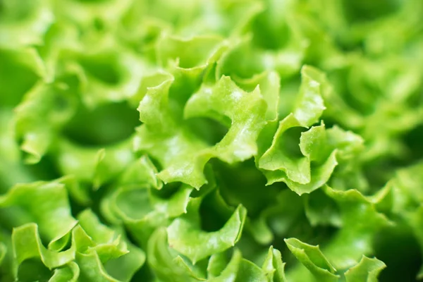 Leaf of green salad — Stock Photo, Image