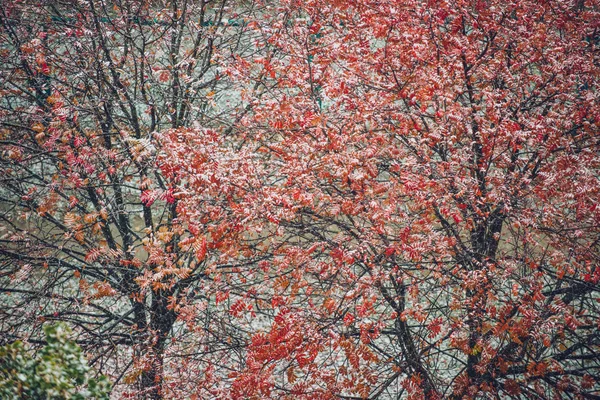 Première neige en automne — Photo