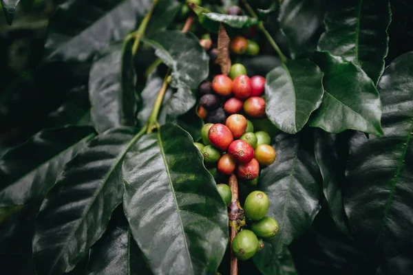 Koffieplantage, koffiebessen — Stockfoto