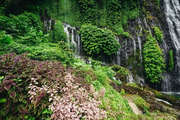 jungle rainy season tropical vegetation near waterfall