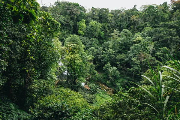 Beauty of evergreen trees in the tropics — Stock Photo, Image