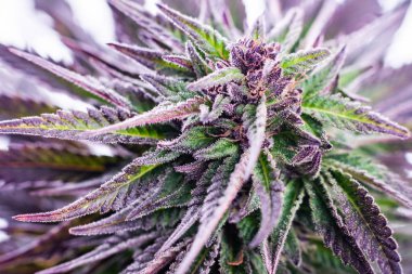 cannabis plant close-up marijuana leaf