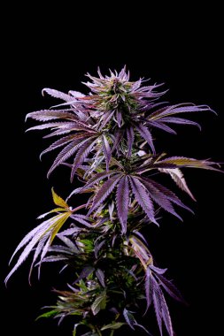 Esrar mor mavi çalılık tıbbi marihuana