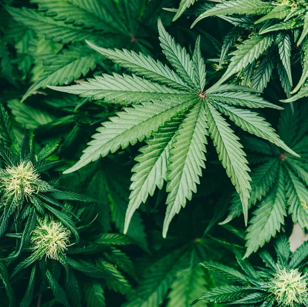 Cannabis indica levelek terpének és marihuána fajták Cbd és — Stock Fotó