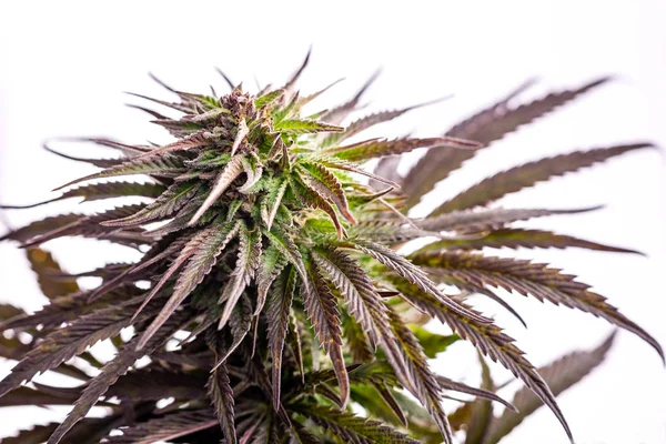 Marihuana-Pflanzen bauen Medizinpflanze an — Stockfoto