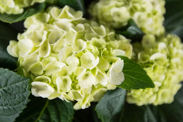 Hortensja cytryna zielony biały kwiaty duży głowa zbliżenie — Zdjęcie stockowe