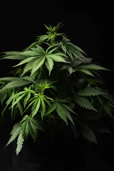 Cannabis Indica, fekete alapon, Indica marihuána — Stock Fotó