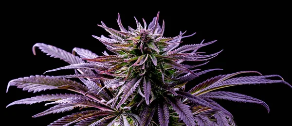 mor marihuana yaprağı, mavi kenevir, siyah üzerine güzel bitki.