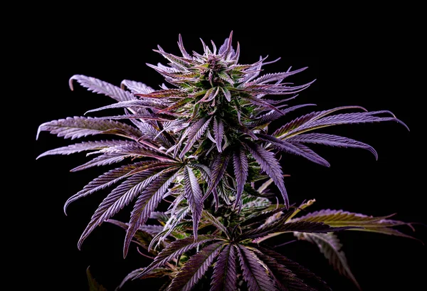 mor marihuana yaprağı, mavi kenevir, siyah üzerine güzel bitki.