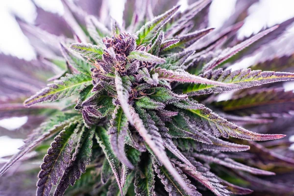 Planta de cannabis na América — Fotografia de Stock