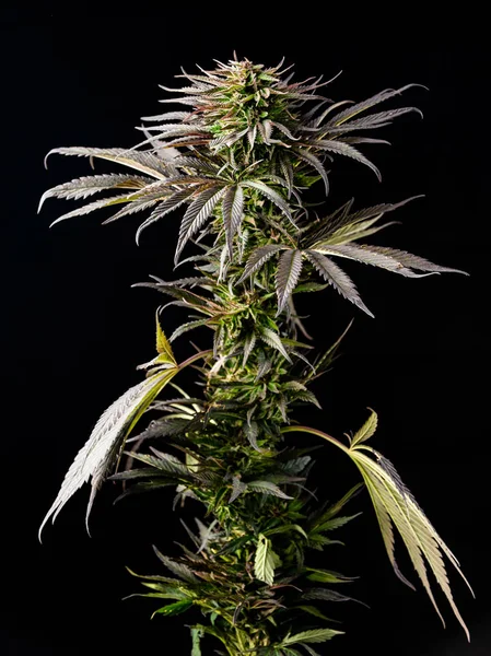 Planta de maconha com folhas grandes, cultivo de cannabis — Fotografia de Stock