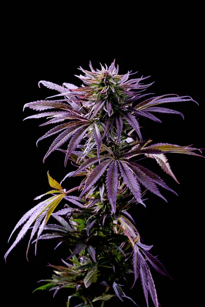 Cannabis roxo azul arbusto planta maconha medicinal — Fotografia de Stock