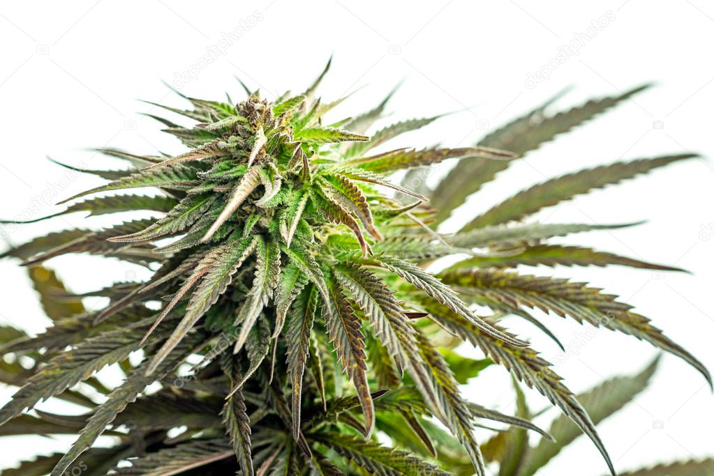 Hemp Cannabis Marijuana Leaf CBD