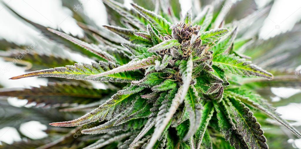 marijuana background plant cannabis medical and recreational