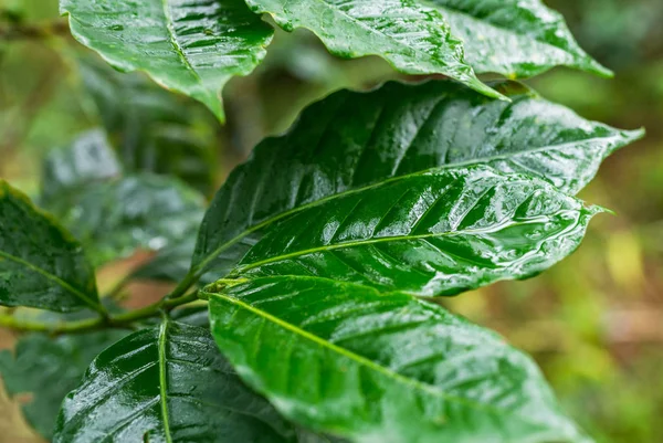 Mokre liście zielone — Zdjęcie stockowe