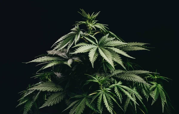 Planta arbusto cannabis — Fotografia de Stock