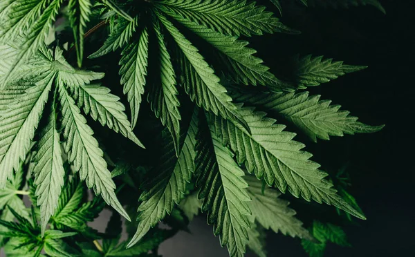 Széles cannabis levelek marihuána orvosi növény — Stock Fotó