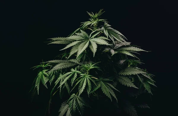Tıbbi marihuana yaprağı, esrar çalı bitkisi — Stok fotoğraf