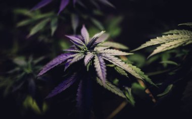Marihuana bitkisi geceleri kenevir yaprakları