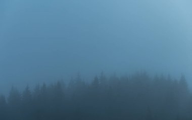 Dağlardaki ormanda yoğun sis gizemli deniz manzarası.