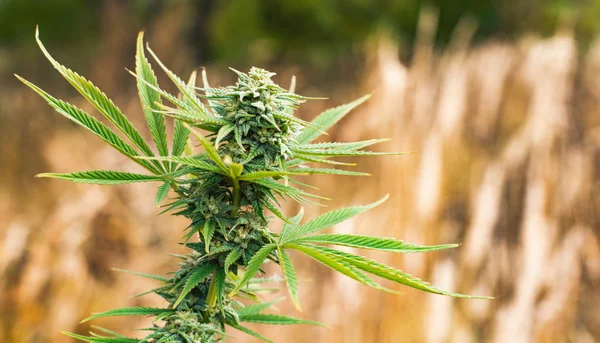 Marijuana bitkisi açık — Stok fotoğraf