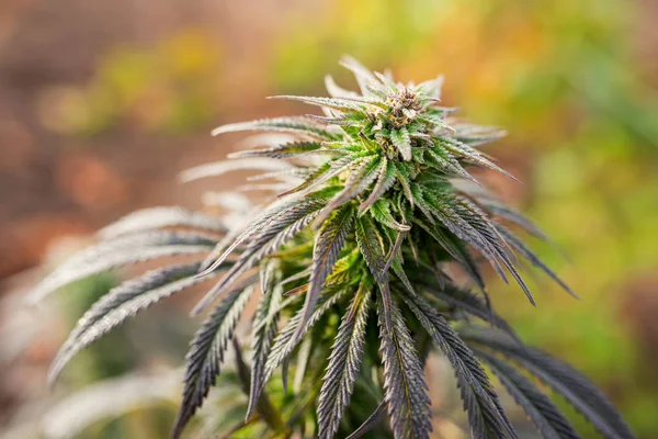 Marihuana-Pflanze medizinisches Cannabis — Stockfoto