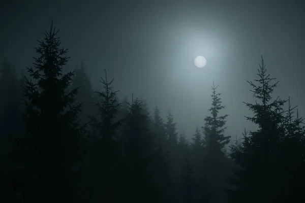 Silhouettes of fir trees in the fog at night — Stock Photo, Image