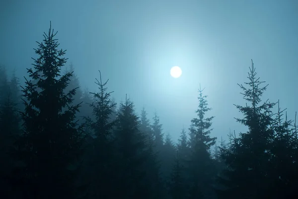 Fir trees in the fog at night — Stock Photo, Image