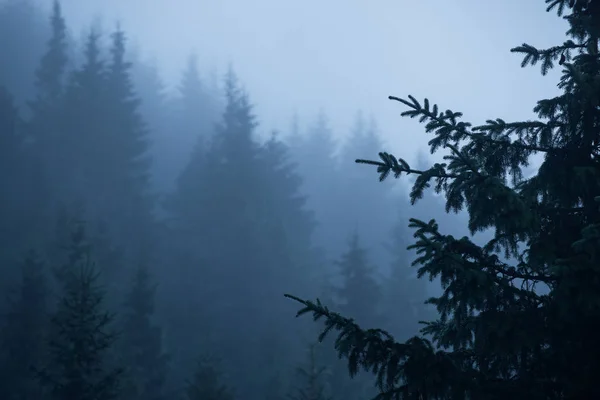 高山上神秘的风景，森林中的雾 — 图库照片
