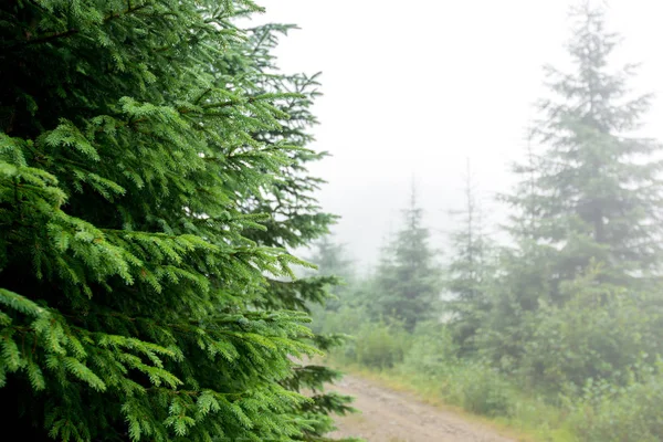 Naalden voor boomkwekerijen naaldbomen — Stockfoto