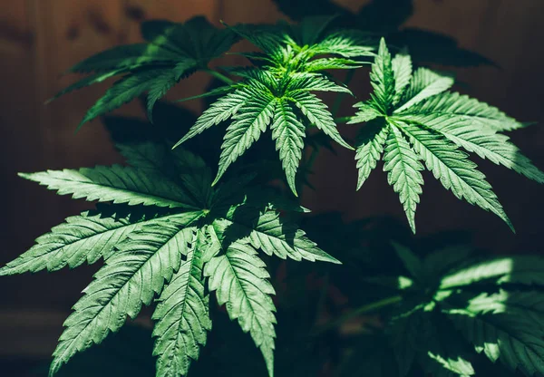 Folha de cannabis medicinal, planta de maconha — Fotografia de Stock
