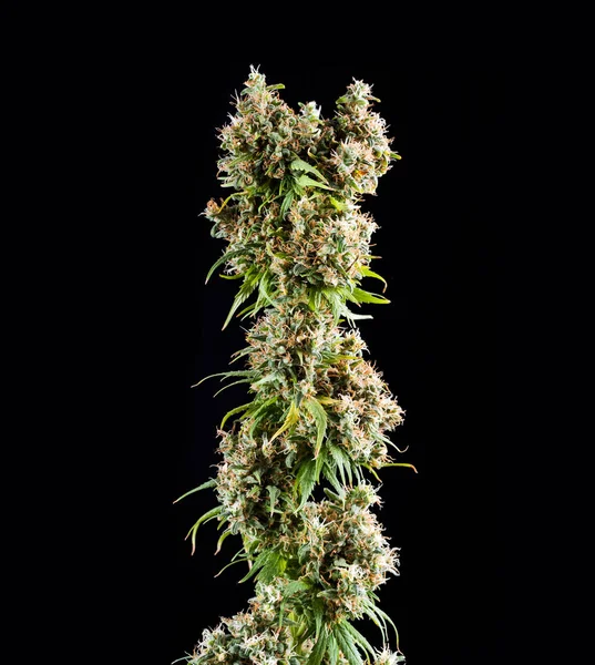 Botões de cannabis no fundo preto — Fotografia de Stock