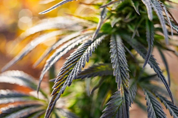 Maconha planta cannabis medicinal fazenda — Fotografia de Stock
