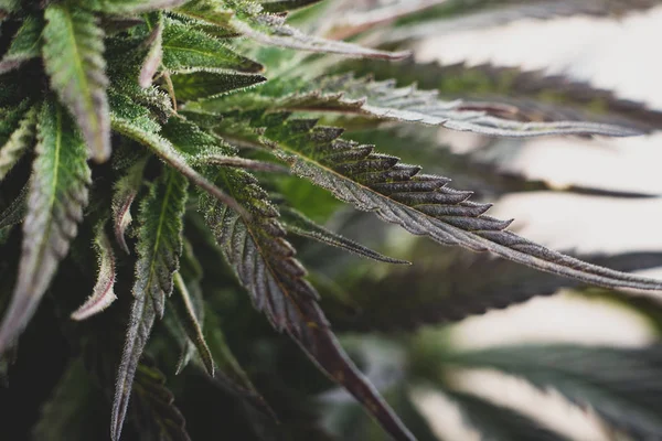 Planta de folha de cannabis — Fotografia de Stock