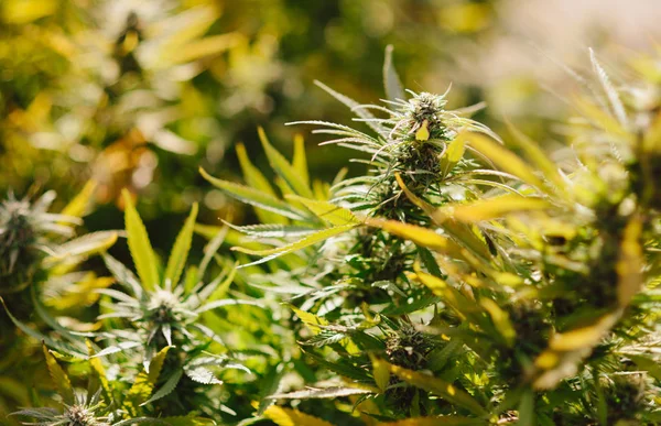 Cannabis plantação industrial ao ar livre — Fotografia de Stock