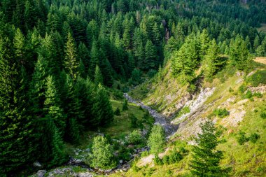 alpine stream and spruce evergreen trees landscape